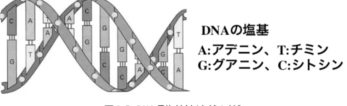 図 3-5  DNA の塩基対（文献 6 より）  一つ一つの核の中にはこの塩基対が 32 億個あり、 これを全部つなげると２メートルにもな ります。これが直径６ミクロンの核の中に納められているということは、非常に細い 40km の糸をテニスボールの中にたたみ込んでいることに相当します。細胞が分裂増殖するとき にはこの DNA が正確に複製され、二つの娘細胞に分け与えられなければなりません。細い 長い糸がお互いにこんがらからないで、分かれて行くために DNA は染色体という非常に巧 妙な構造をとっています（