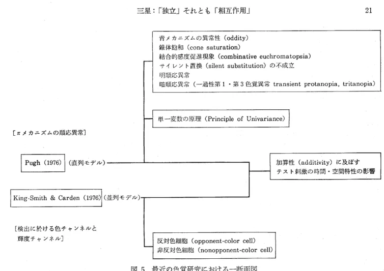 図 5　最 近 の 色 覚 研 究 に お け る 一 断 面 図