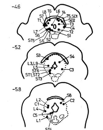 Fig． 1 ． 　 Schematic 　 reconstruction 　 of 　 the 　 Ioca．
