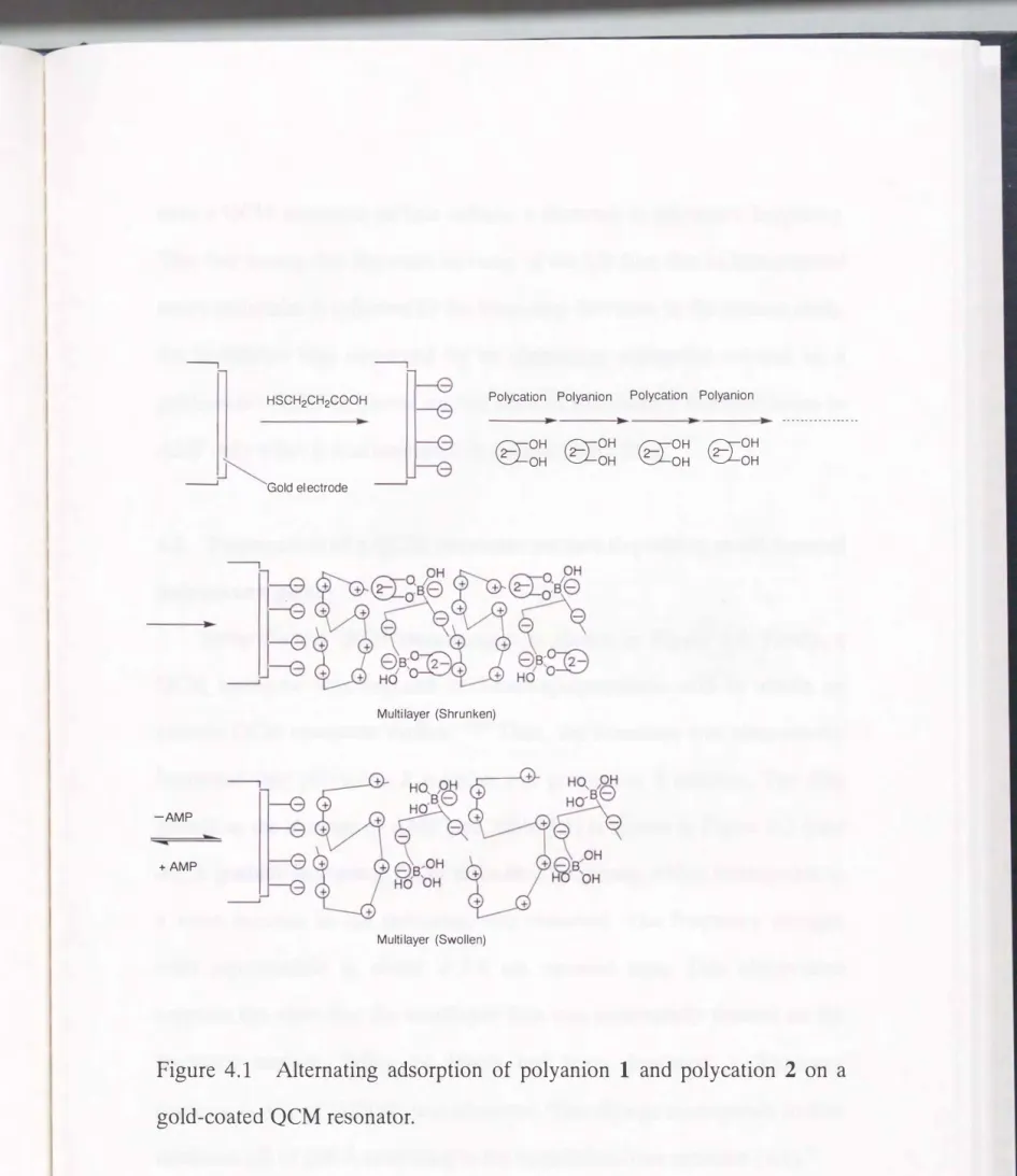 Figure  4.1  Alternating  adsorption  of  polyanion  1  and  polycation  2  on  a  gold-coated  QCM  resonator
