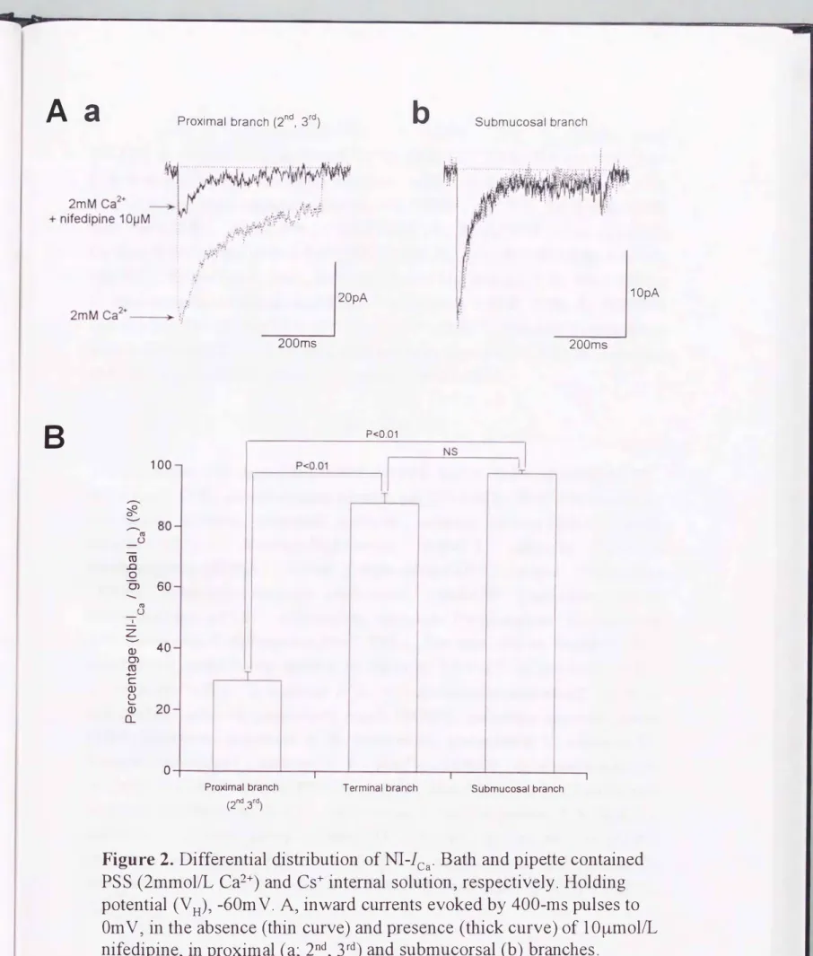 Figure  2.  Differential distribution  ofNI-lCa.  Bath and pipette contained  PSS  (2mmol/L  Ca2+) and  Cs+ internal solution，  respectively