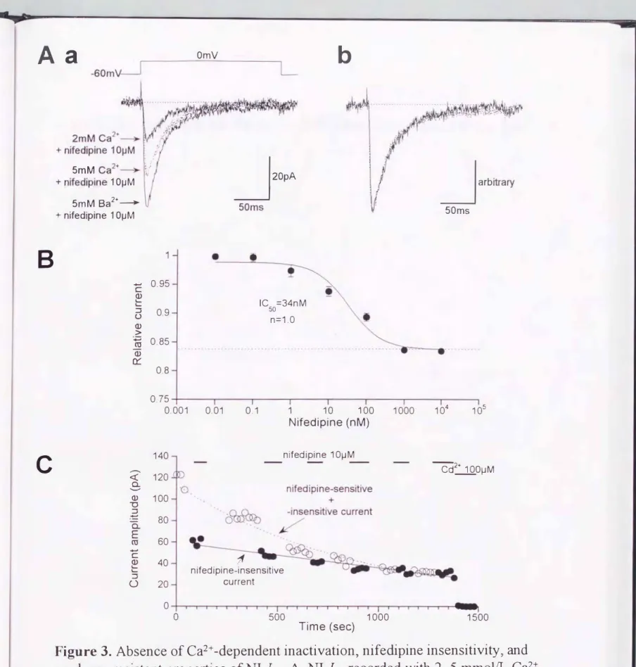Figure  3.  Absence of Ca2+  -dependent inactivation， nifedipine insensitivity， and  rundown-resistant properties ofNI-1Ca'  AヲNI-九a recorded  with  2，  5  mmolfL  Ca2+ 