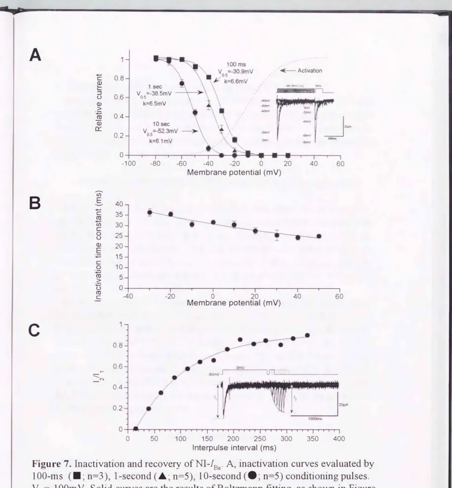 Figure  7.  Inactivation and recovery ofNI古a. A，  inactivation curves evaluated by  100-ms  (・; n=3)ヲl-second (.