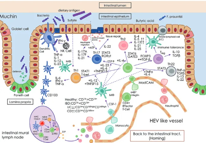 Figure 4 Inflammatory cells and cytokine networks in IBD.