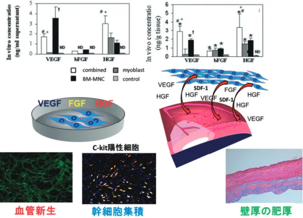 Figure 2 Mechanism of myocardial recovery．予測される心筋組織修復のメカニズム．  VEGF, vascular endothelial growth factor; bFGF, basic fibroblast growth factor; HGF, he- patocyte growth factor; FGF, fibroblast growth factor; SDF-1, stromal derived factor-1; BM-MNC, bone marr