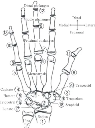 Fig. 1 Evaluation parts of the left hand and wrist based on Tanner-Whitehouse 2 Method  ①〜⑬ : RUS method, ⑭〜⑳ : CARPAL method.② ③④⑤ ⑥⑦⑧⑨⑩⑪⑫⑬⑮⑯⑱⑲⑳① DistalMedial ProximalDistal phalangesMiddle phalangesProximal phalangesMetacarpalsHamate⑭CapitateTriquetral⑰L