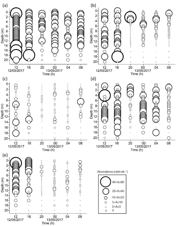 Fig. 6 Vertical distribution of dominant phytoplankton species（average of the six samplings）:（a）