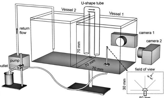 Fig. 2 Experimental setup. A stable suction flow was generated by gravity-forced draining of seawater from a glass pipe（0.9 mm inner-diameter）mounted 20 mm above the bottom of a cubic vessel