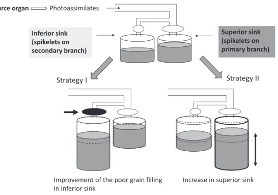 Fig. 2.   Two proposed strategies toward the resolution of grain-ﬁ lling problem in extra-heavy panicle types of rice.