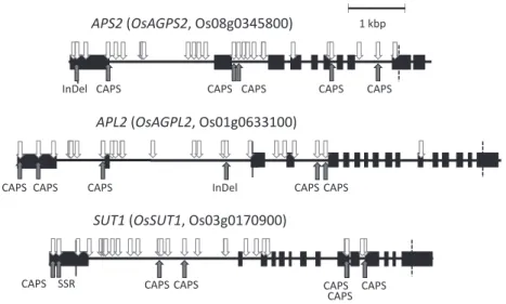 Table 1.  Alleles  at  the  three  loci  related  to  grain  filling  in  rice,  ,  ,  and  ,  and  their  single  nucleotide  polymorphisms, as judged with molecular markers.