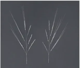 Fig. 3  Wild panicles used to record spikelet opening  time.  Awns  of  spikelets  were  alternatively  cut based on the primary branch order.