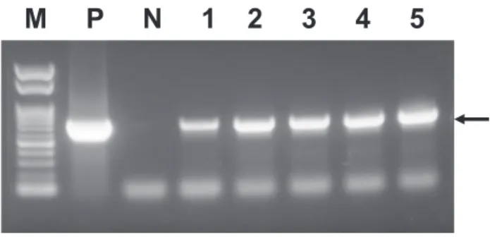Fig. 1   PCR  analysis  targeting  the hph   gene  in  genomic  DNA  obtained  from  hygromycin-resistant  transformants  of F. 