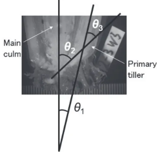 Fig.  1.    Tiller  angle  (θ 1 ),  branching  angle  (θ 2 )  and  bending  angle (θ 3 ) of the primary tiller from the stem base of rice plants.