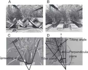 Fig.  2.    Slanting  treatment  (A)  and  restoring  treatment  (B)  against  pot-planted  rice  plants.  Spreading  angle  (C)  and  tilting  angle  (D)  of  a  plant  experienced  after  slanting  and  restoring  treatments. 