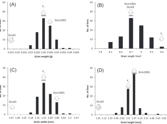 Fig. 3   Frequency  distribution  of  the  three  ratios  computed  in  the  backcross  recombinant  inbred  lines between domesticated emmer wheat (Dcm1001) and wild emmer wheat (Dcc63).  (A)  grain length / grain width; (B) grain length / grain height an