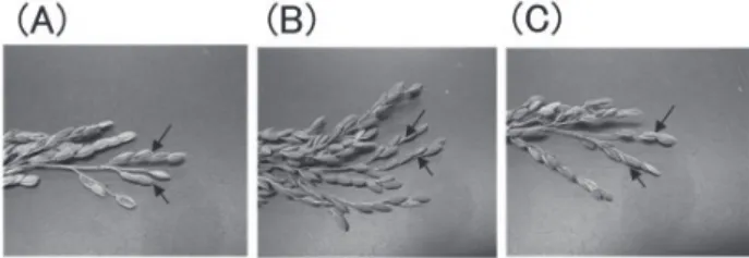 Fig. 1. Tip of a rice panicle of (A) Gimbozu (STP), (B) Chugoku  117  (wild-type)  and  (C)  RY50  (wild-type).  Arrows  indicate  the  top two primary branches measured for their spikelet numbers.