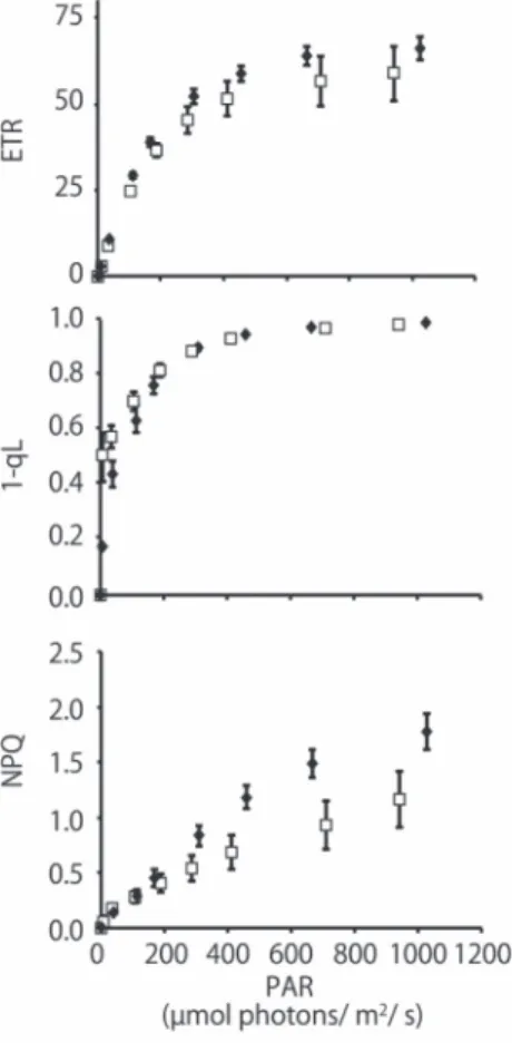 Fig. 2. Effects of mild iron deficiency on the chlorophyll  fluorescence parameters, ETR, 1-qL, and NPQ