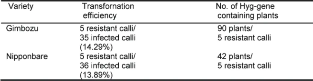 Table 3. Transformation efficiency after infection with Agrobacterium in DKN medium