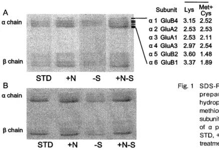 Fig. 1 SDS-PAGE patterns of rice seed proteins