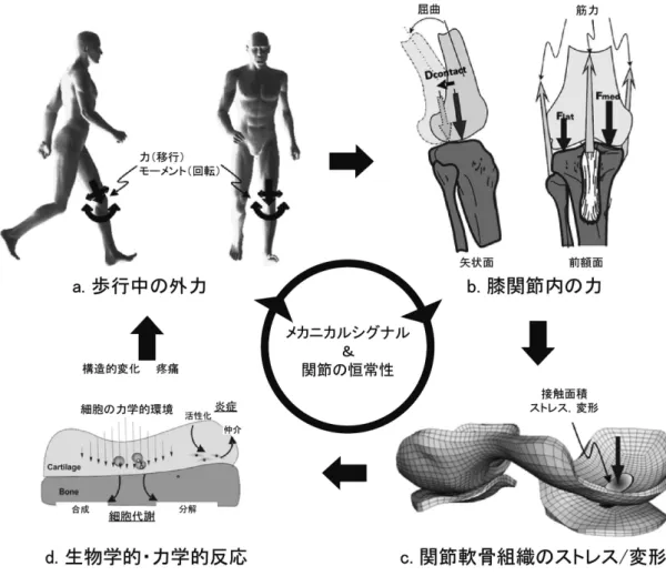 図 1 膝 OA における個体スケールから細胞スケールにわたる生物学的およびバイオメカニクス的側面