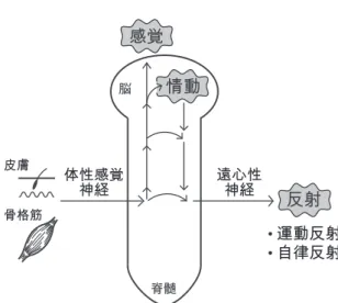 図 1　体性感覚刺激によって起こる生体反応