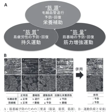 図 1　 A；筋萎縮予防のための三要素（筋量，筋質，筋源）．B；運動負荷と栄養素摂取