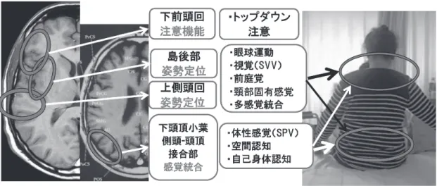 図 1　脳の機能局在と垂直認知機能，臨床症状について