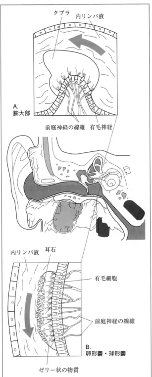図 2 前庭迷路の構造 文献 7）より引用Japanese Physical Therapy Association