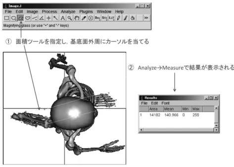 図 13 Image J による支持基底面積の計測方法Japanese Physical Therapy Association