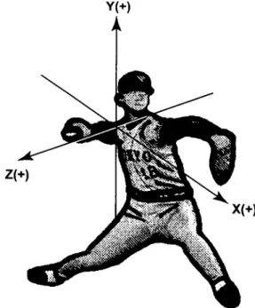 図 2 　 3 次 元 軸 の 定 義 ． X ： 矢状 一 水 平 軸 ， 　 Y ： 垂 直 軸 ，