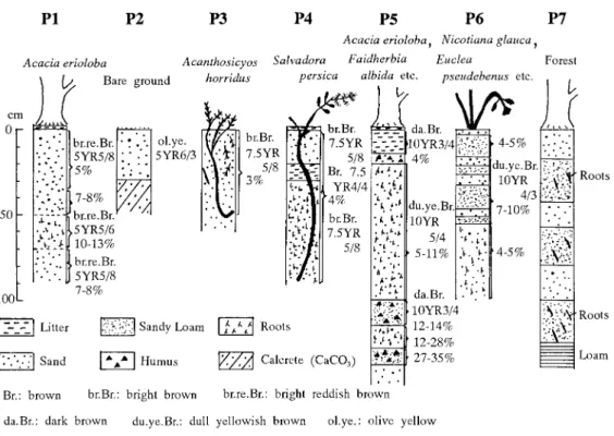 Fig. 5.  Soil profi le of plots shown in Fig. 4