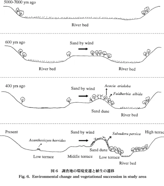 Fig. 6.  Environmental change and vegetational succession in study area