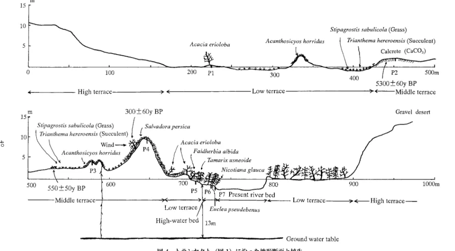 Fig. 4.  Topographic profi le and vegetation along transect (Fig. 1)   P1-P7: Soil profi le (Fig