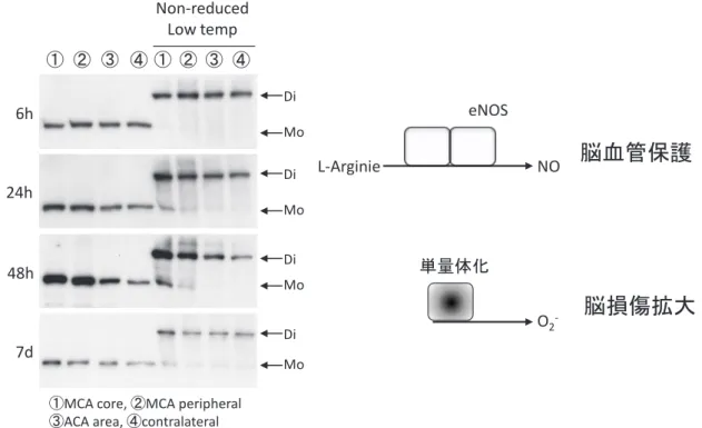 図 2  L-Arginie  eNOS  NO  単量体化 O 2 -  脳血管保護 脳損傷拡大 図 2． 脳虚血後の eNOS 単量体化の亢進（文献 6 より改変引用） 局所脳虚血後 6 時間の時点では単量体化の進行は明らかではないが，その後単量体の eNOS 分子が検出され るようになる．eNOS は二量体で機能して NO を産生するが，単量体では NO を産生することはできず，O 2 ‒ を産生し，酸化ストレスを生じる．図3  脳虚血 NO  脱リン酸化 NO  eNOS 分子 NO  NO  O 
