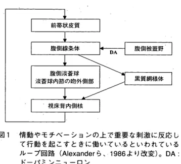 図 1 　 情 動 や モ チ ベ ー シ ョ ン の 上 で 重 要 な 刺 激 に 反 応 し 　 　 　 て 行 動 を 起 こ す と き に 働 い て い る と い わ れ て い る 　 　 　 ル ー プ 回 路 （ Alexander ら 、 1986 よ り 改 変 ）。 　 DA ： 　 　 　 ド ー ノ Ne ミ ン ニ ュ ー ロ ン ル ー プ 回 路 の 内 、 前 帯 状 皮 質 （ 図 2 ） は 、 創 造 性 や 計 画 な ど に と っ て 重 要 な 役 割 
