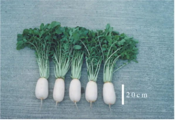 Fig. 1　‘田辺’の形態的特徴