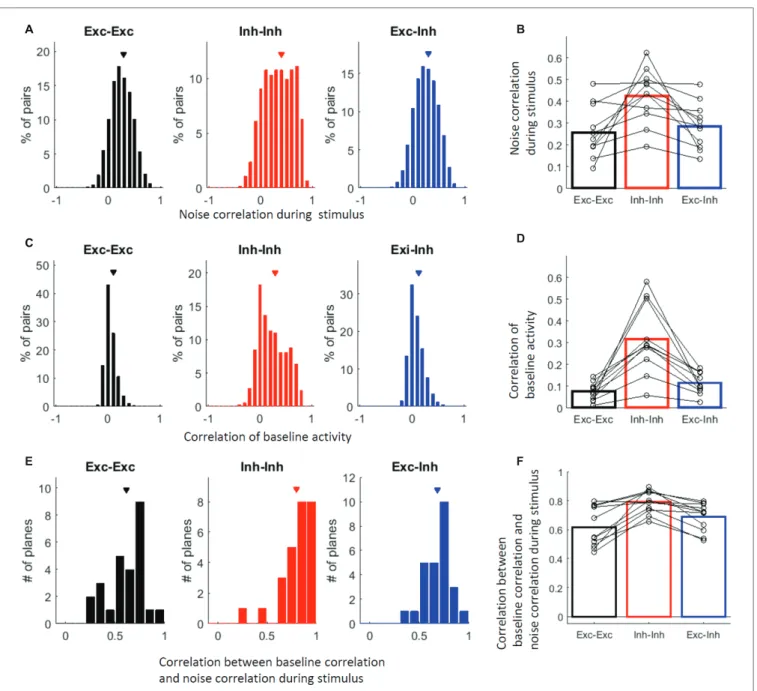 FIGURE 5  |  Inhibitory cells are more active together than excitatory cells. (A) Distribution of all responsive cell pairs’ noise correlations during the vibro-tactile  stimulation