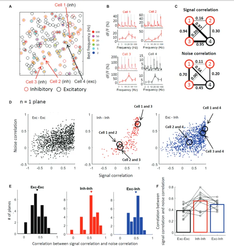 FIGURE 6  |  Excitatory and inhibitory cells with similar stimulus selectivity are more active together across trials