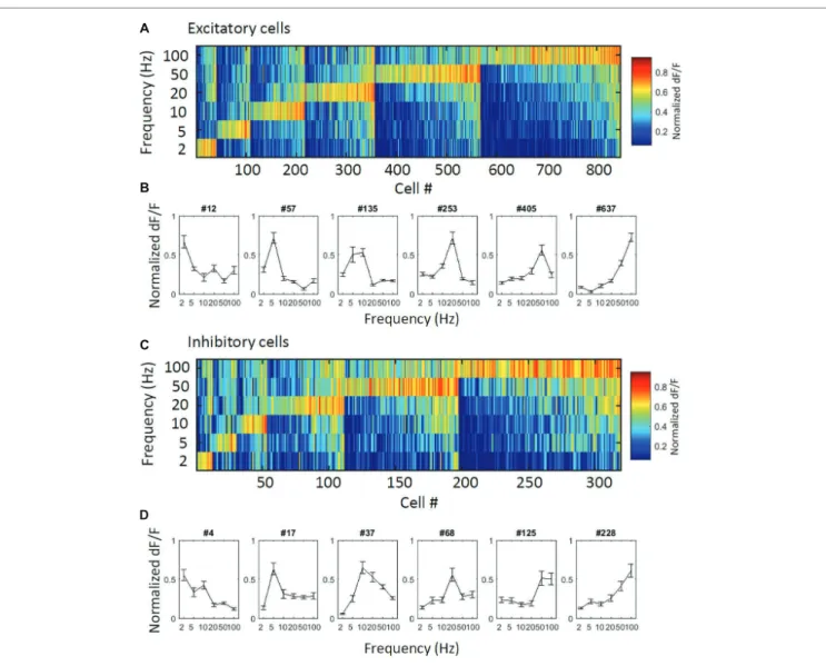 FIGURE 2  |  Overall view of the responses of the excitatory and inhibitory cells. (A,C) Normalized responses of excitatory (A) and inhibitory (C) responsive cells are  depicted in color codes