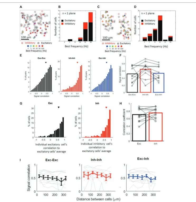 FIGURE 4  |  Inhibitory cells tend to share stimulus selectivity with some exceptions