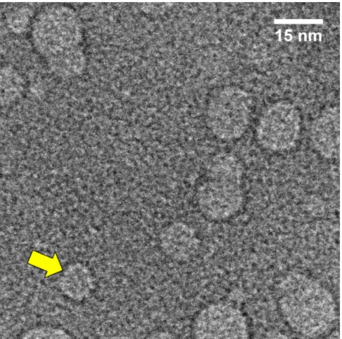Figure 2.8 TEM image of nanobubbles. The yellow arrow indicates a nanobubble with a diameter of  about 10 nm