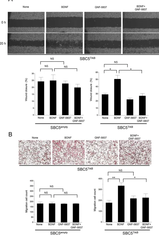Fig. 4. E ﬀ ects of BDNF on migration of TrkB-overexpressing SBC5 cells. (A) SBC5 TrkB and SBC5 empty cells were subjected to a scratch wound healing assay in the presence of BDNF (50 ng/ml) or GNF-5837 (300 nM) for 20 h, after which the extent of wound cl