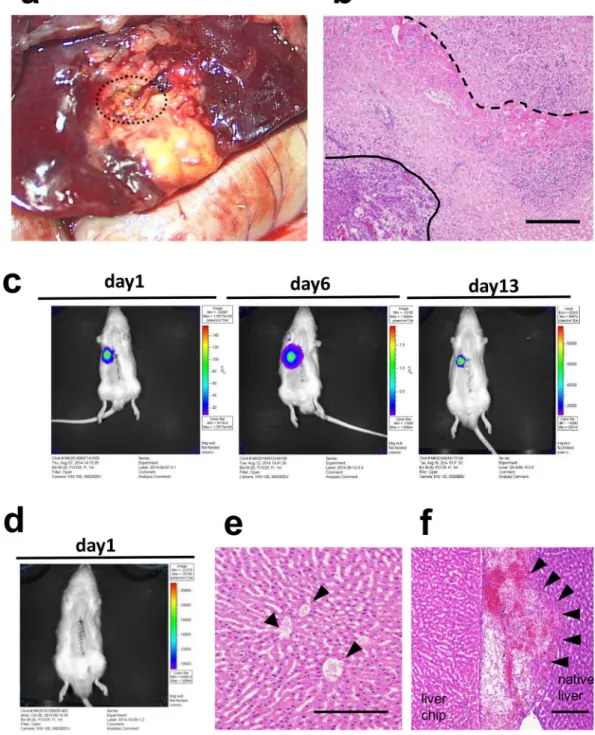 Figure 2.  The development of a new method for transplanting liver tissue. (a) Gross observation of the native  liver that was burned with an ultrasonically activated device