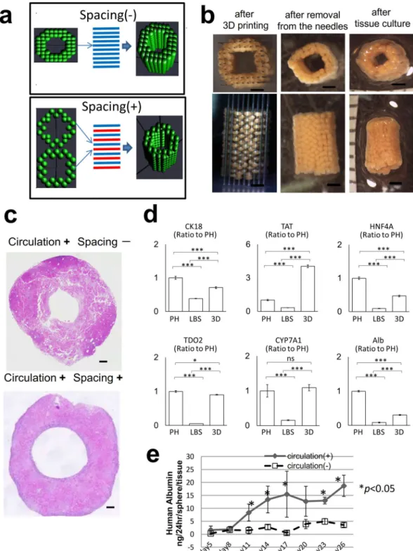 Figure 6.  The construction of a scalable liver-like tissue using the new 3D bioprinter