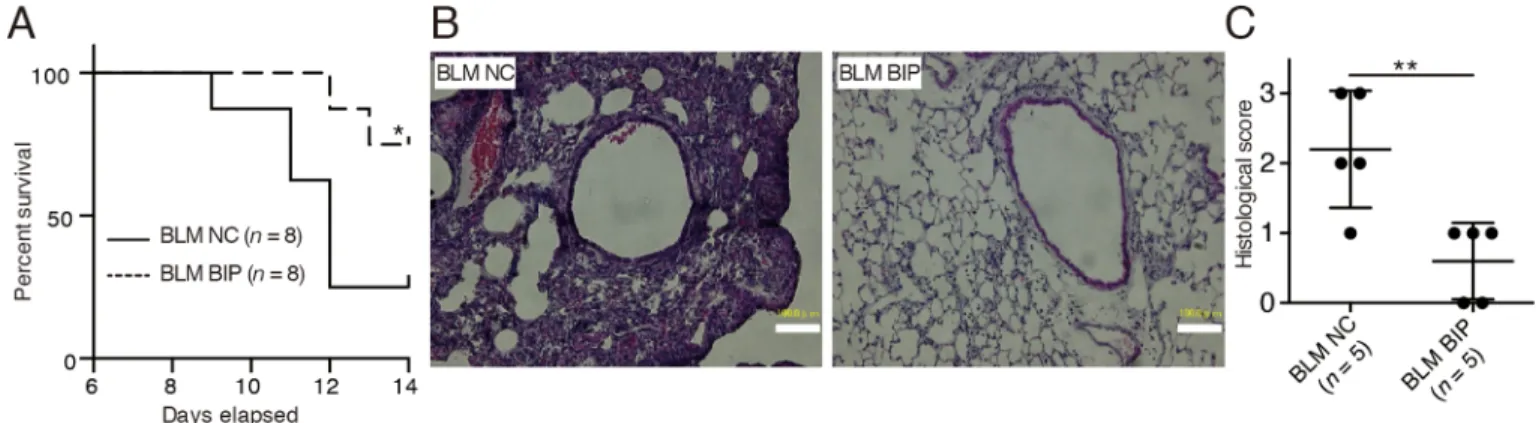 Fig. 1. BIP-V5 attenuates bleomycin-induced lung injury. (A) Kaplan – Meier curve analysis with BLM+NC or BLM+BIP