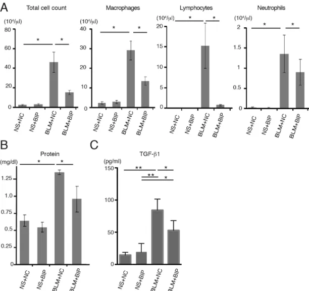 Fig. 2. BIP-V5 attenuates bleomycin-induced lung inflammation and TGF- β 1 secretion. (A) Total cell count and number of macrophages, lymphocytes and neutrophils in BALF on day 7