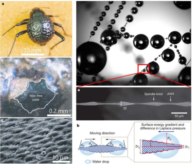 Figure  1.5    Surface  structures  of  a  desert  beetle  (left  [43])  and  spider  silk  (right  [44])  capable of collecting water from moist air