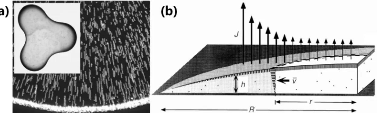 Figure 1.15  (a) Small spheres in a water drop during evaporation accumulated at the  edge