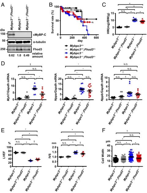 Fig. 7. Effect of heterozygous deletion of Fhod3 in cMyBP-C – null mice. (A) Cardiac lysates from mice of the indicated genotypes at 16 wk were analyzed by immunoblot with antibodies against Fhod3 (anti – Fhod3-C-20), cMyBP-C, and α -tubulin