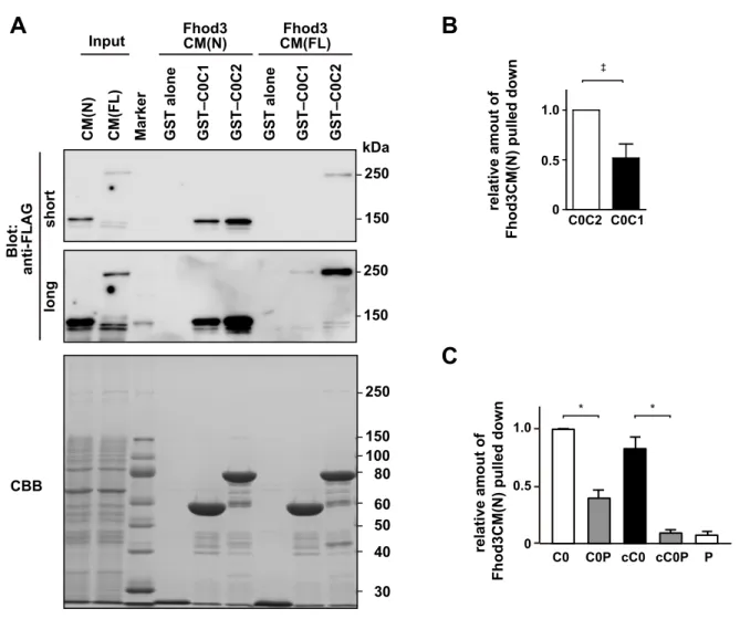 Figure S7.  Comparison of Fhod3-binding properties between C0C1 and C0C2.  (A)  FLAG-tagged full-length (FL) or N-terminus (N) of Fhod3CM in the lysate of HEK-293F cells  (input) was incubated with GST–cMyBP-C (C0C1 or C0C2) or GST alone and pulled down  w
